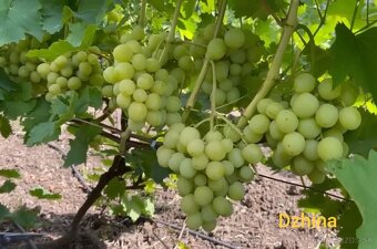 Predám sadenice viniča - 5