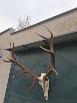 Trofeje, parožie - 5
