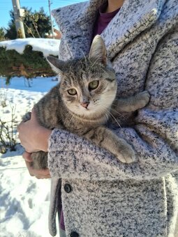 Darujem mačičky - 5