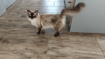 Ragdoll - 5