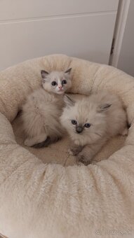 Ragdoll - 5