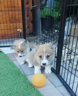 Welsh corgi - 5