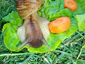 AFRICKÝ SLIMÁCI LISSACHATINA RETICULATA  VEĹKÉ JEDINCE - 5