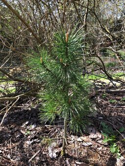 Sibírsky Céder / Pinus Sibirica sadenice - 5