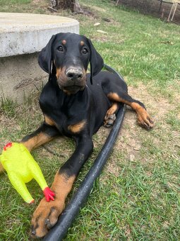 Doberman šteniatko-Psik - 5
