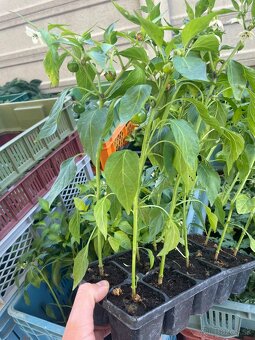 Priesady paprika a rajčiny - 5