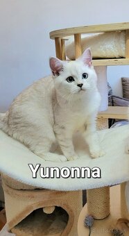 Škótske mačiatka s PP/ F. TICA 5 - 5