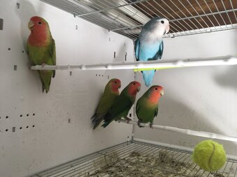 Agapornis Ružovohrdlý - 5