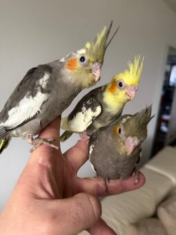 Korely Maznačikovia ručne dokrmene - 5