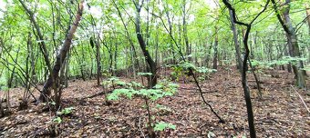 Rekreačná chata na predaj - 5