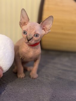 Kanadsky Sphynx - 5