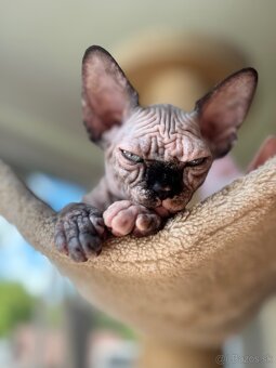 Kanadsky Sphynx - 5
