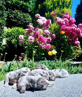 Cane corso Merle - 5