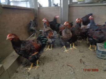 Sliepky wyandotky zlatej lemovanej - 5