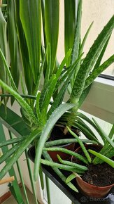 Aloe vera - 5