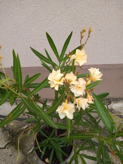 Oleandre - 5