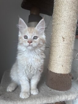 maciatko Fenix s PP/maine coon - 5
