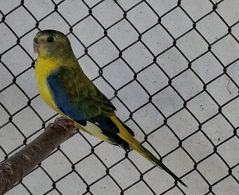 Neoféma tyrkysová žltobruchý opalín - 5