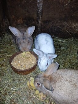 Predám králiky - 5