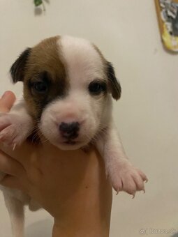 Šteniatka Jack Russel terier - 5