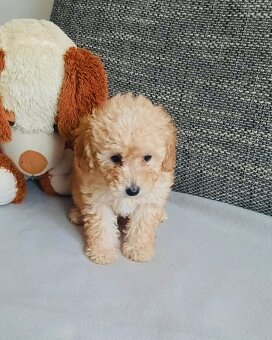 Predám mini toy pudle – šteniatka - 5