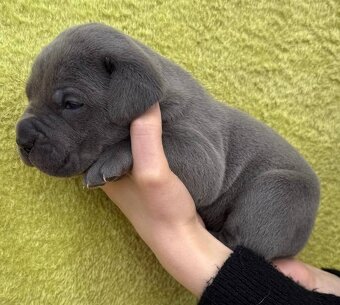 Výnimočné šteniatka americký bandog s PP k odberu - 5