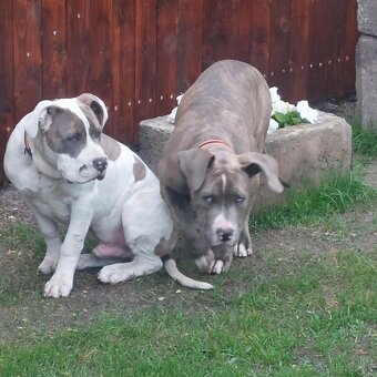 American bully xl/xxl - 5