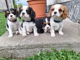 Cavalier king charles spaniel - 5