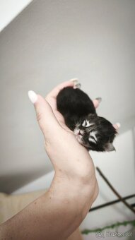 ❤️❤️❤️Maine coon mačiatka mainska myvala mačka ❤️❤️❤️ - 5
