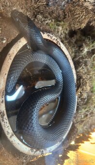 Lampropeltis getula nigrita - Koralovka mexická - 5