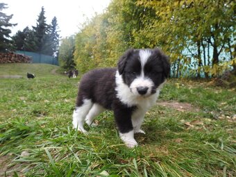 Predám šteniatka - bordercollie - 5