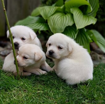 Labrador - 5