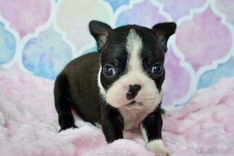 Bostonský teriér boston terrier s PP - 5