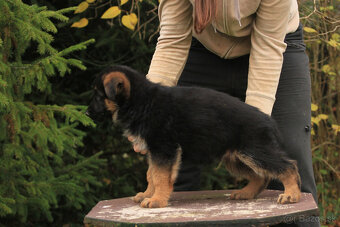 Německy ovčiak - 5