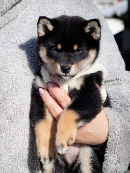 Shiba inu - 5