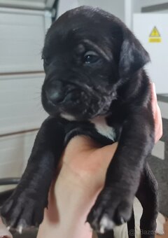 Cane corso - 5