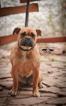 KONTINENTÁLNÍ BULDOK – CONTINENTAL BULLDOG s PP (FCI) - 5