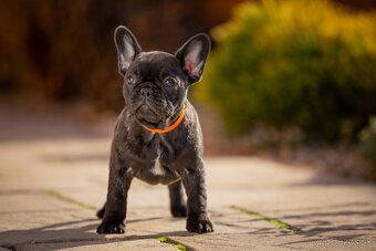 FRANCÚZSKY BULDOČEK s pp - 5