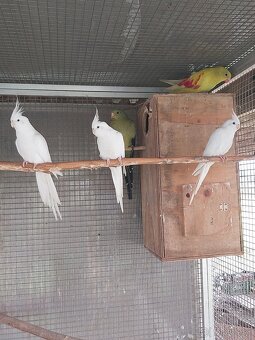 Predám rôzne druhy papagájov - 5