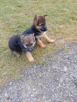 Nemecký ovčiak - 5