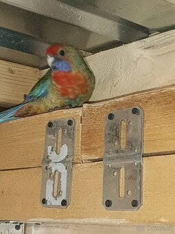 Predám - Rozela Adelaidská - 5