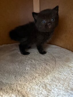 Škótske Klapouché/Rovnouché (Scottish Fold/Straight) - 5