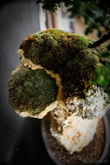 Bonsai Krajinka v miske - 5