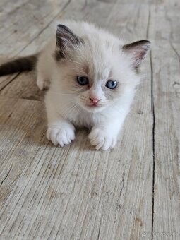 Ragdoll maciatka - 5