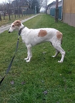 Barzoj ruský chrt s PP - 5