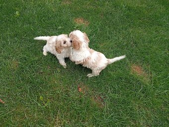 Cavapoo - 5