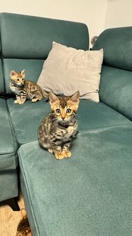 Bengalska mačka s rodokmeňom, Bengal Cat - 5