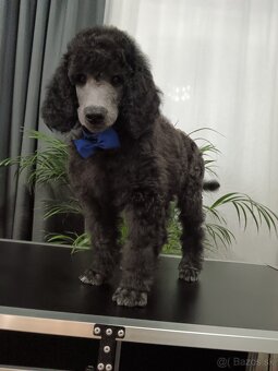 Pudel veľký (kráľovský) - 5