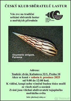 Pecten maximus - 5