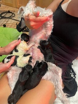 maltipoo šteniatka - 5